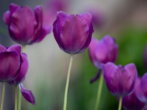 A close up image of purple tulips on the Carlow campus with a blurry background.